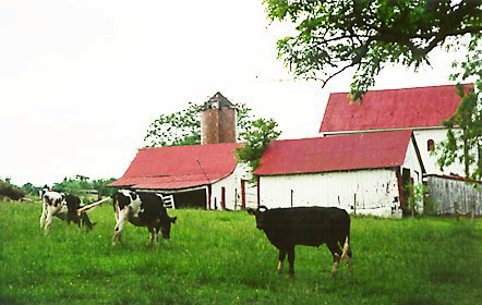 [color photo of grazing cows]