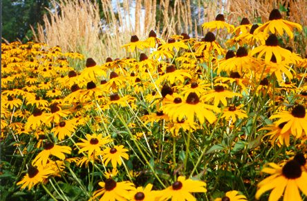 [color photograph of Black-Eyed Susans]