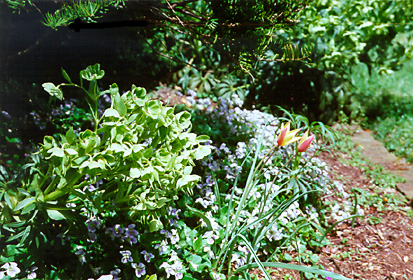 [color photograph of flowers]