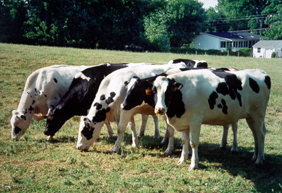 [color photo of grazing cows]