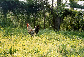 [color photograph of rooster]