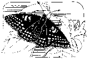 [Line drawing of the Baltimore Checkerspot Butterfly]