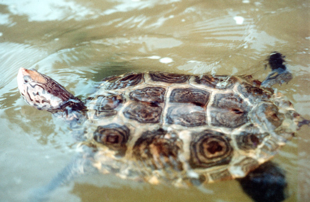 [color photo of a Diamondback Terrapin]