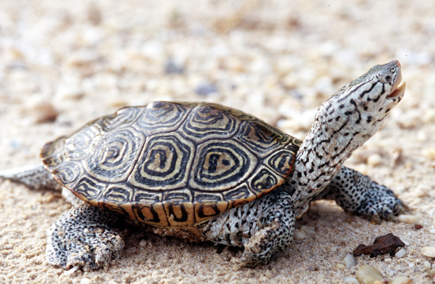 [color photos of a Diamondback Terrapin]