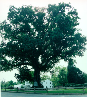 [Color photograph of Wye Oak]