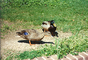 [color photograph of mallards]