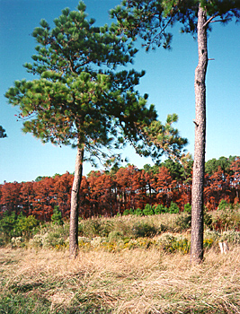 [color photograph of loblolly pine trees]