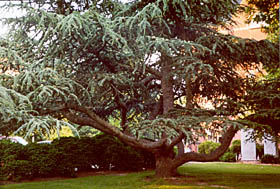 [color photograph of pine tree]